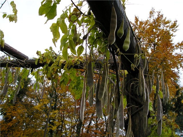 Wisteria sinensis